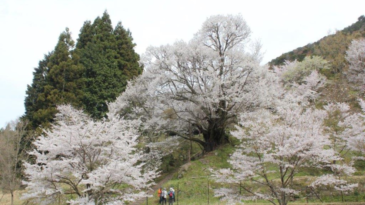 奈良県下最大最古！宇陀市「佛隆寺」の樹齢900年の「千年桜」