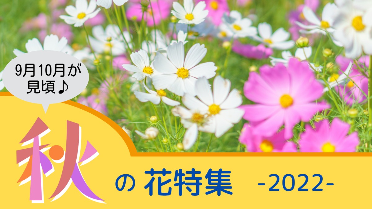 【秋の花特集2022】奈良の秋を彩る秋の花スポットPart1