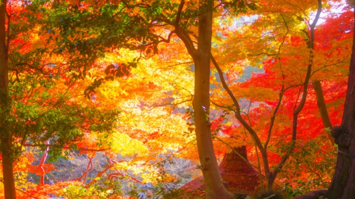 11月13日は小石川後楽園が開園した日【奈良県的今日は何の日？】