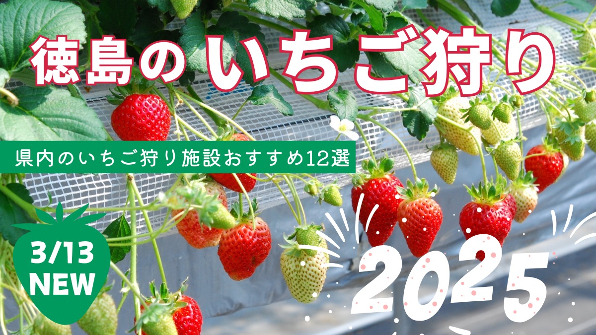 【2025最新版】徳島いちご狩りスポット・おすすめ12選！家族のおでかけ＆レジャーにぴったり