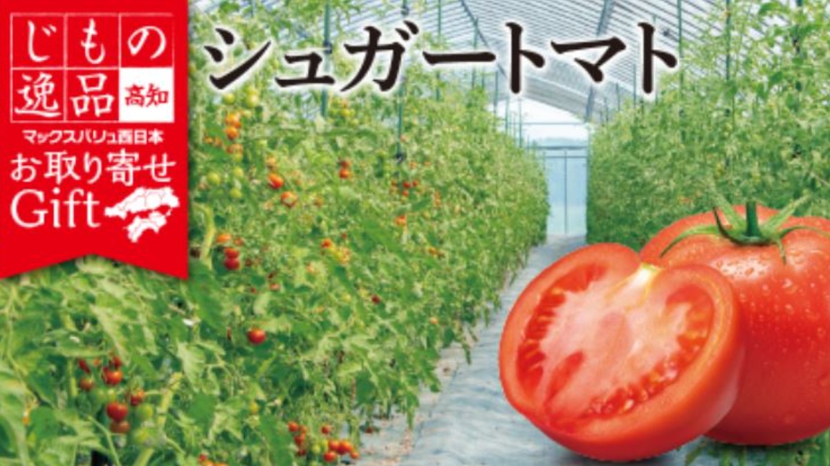 【お取り寄せGift】［高知］シュガートマト をお取り寄せ！