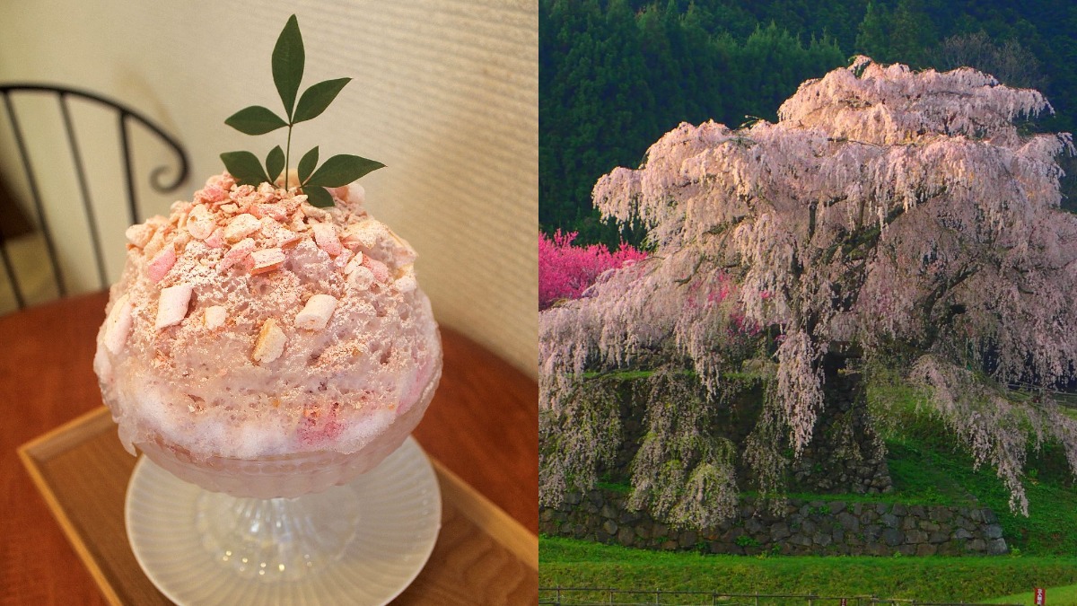 又兵衛桜をイメージした、麗しかき氷【KARAKU（カラク）/奈良市】