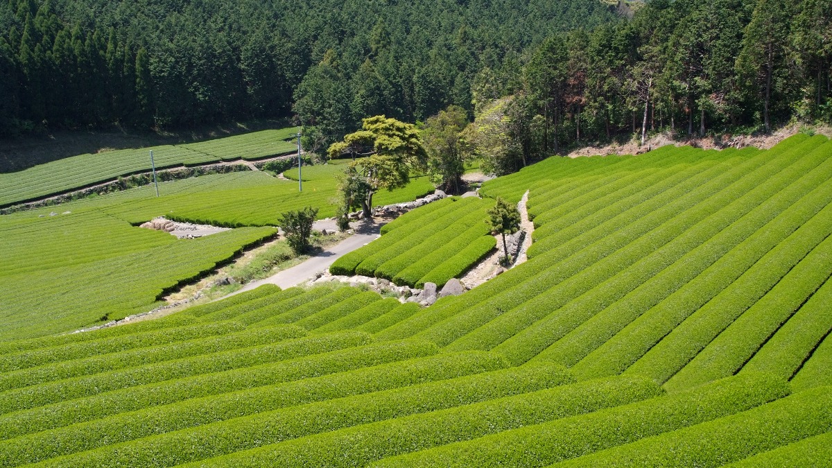 新茶の季節♪5月2日緑茶の日【奈良県的今日は何の日？】