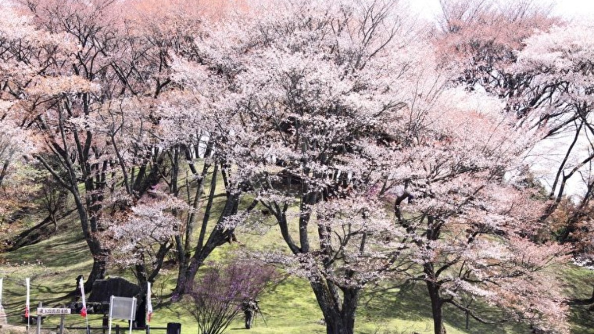 樹齢100年超のヤマザクラが咲き乱れるスポット【丸山公園／御杖村】