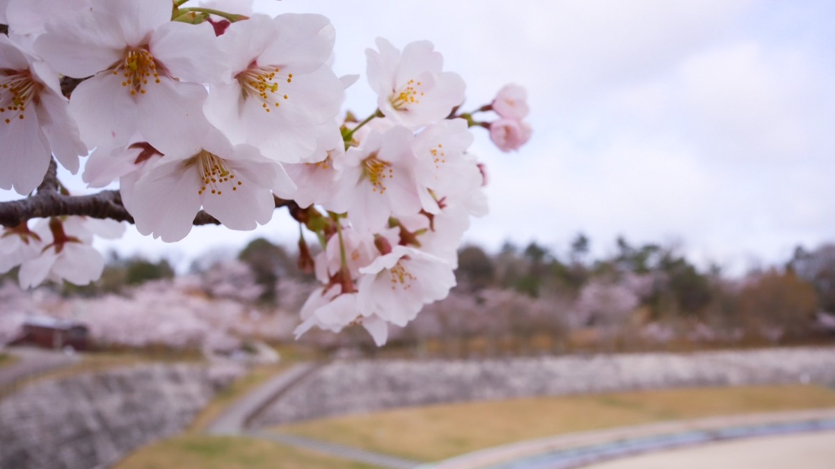 大型遊具やイベントも充実！自然に囲まれた桜いっぱいの「生駒山麓公園」で春を満喫！【生駒市】