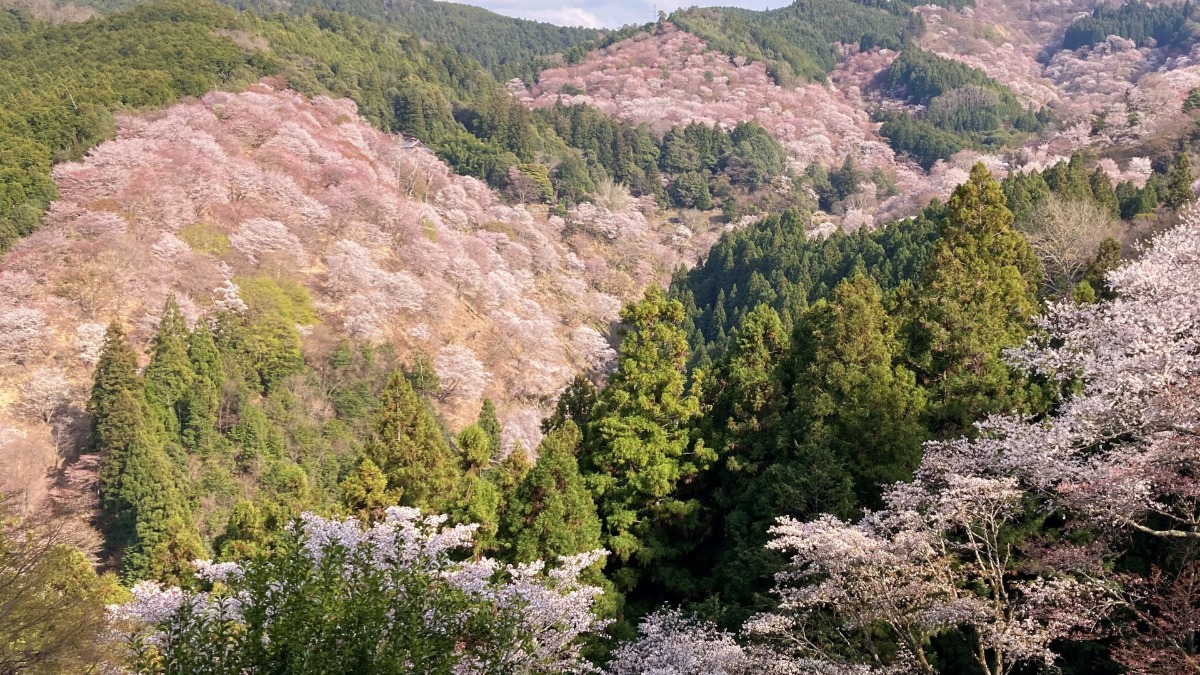 世界遺産・吉野山の3万本の桜絶景！エリア別の見どころと見頃【吉野町】