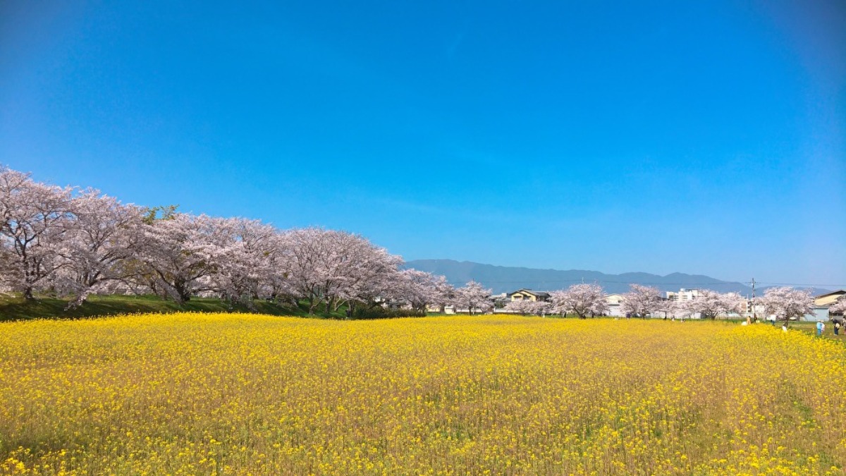 「藤原宮跡」で出会う唯一無二の絶景！一面に広がる菜の花と咲き誇る桜の共演【橿原市】