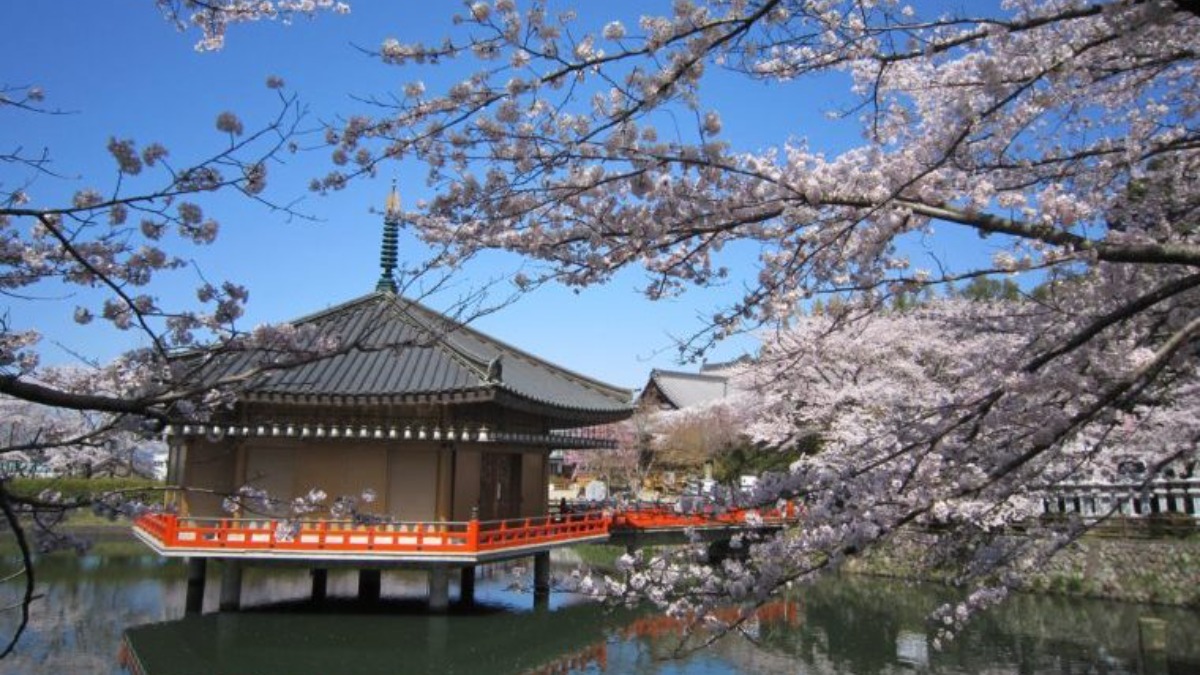 展望台から一望する境内の桜景色がおすすめ！奈良県桜井市の「安倍文殊院」