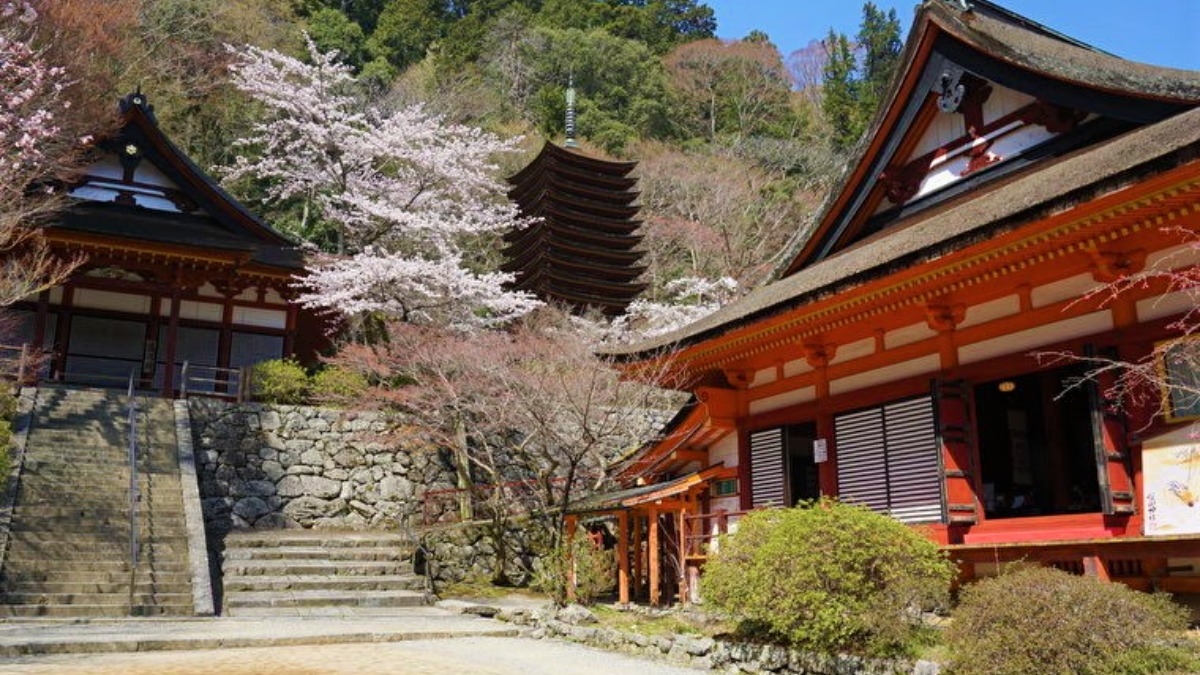 奈良県桜井市指定文化財の樹齢約600年の薄墨桜は必見！春の「談山神社」