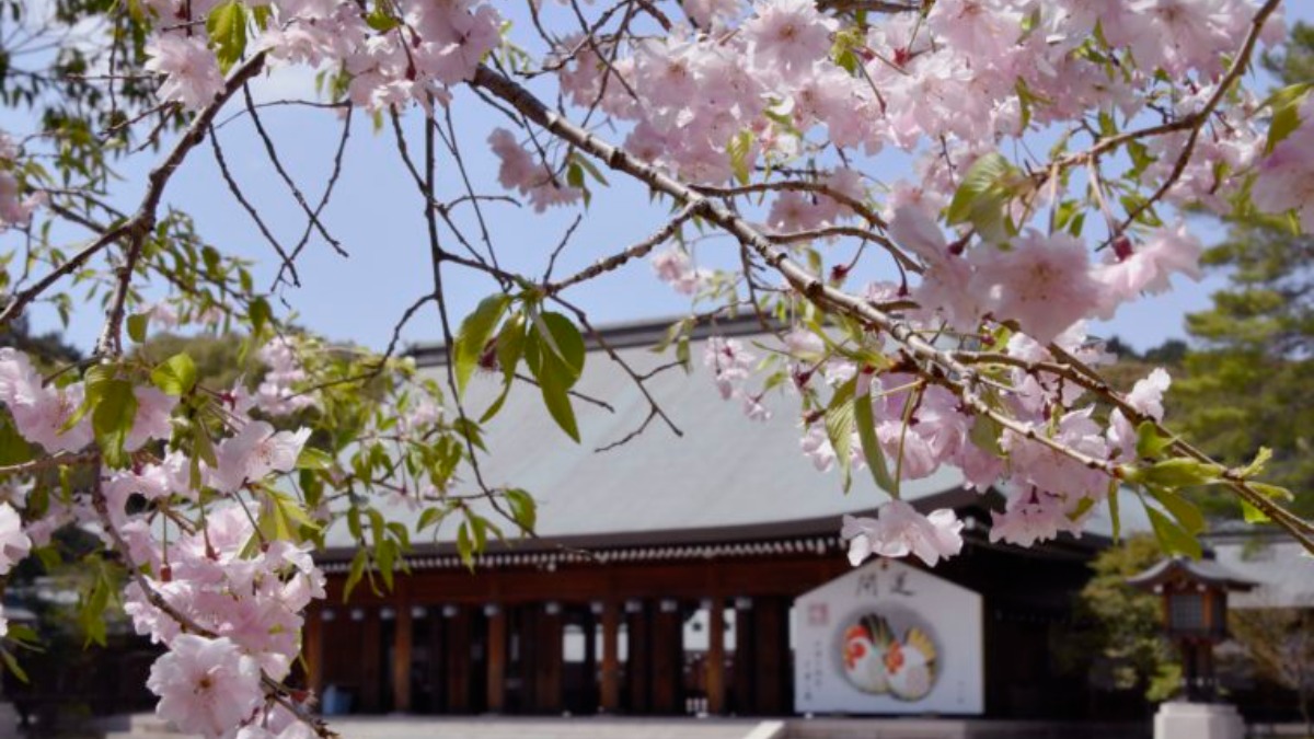 日本建国の地、奈良県橿原市の「橿原神宮」に咲き誇る桜を堪能しよう