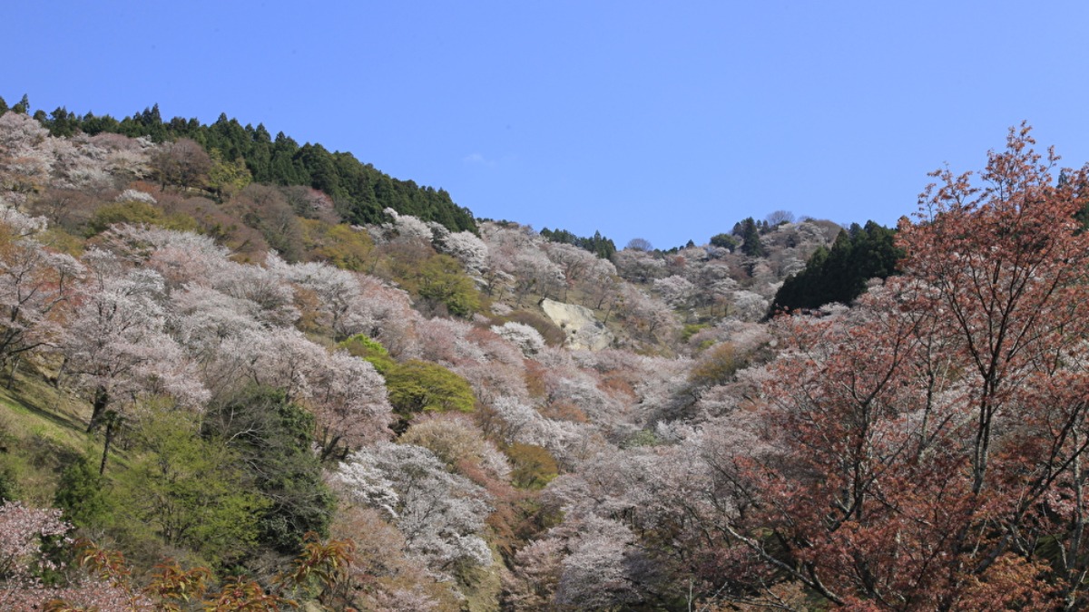 山全体を覆う約3万本の桜！言わずと知れた日本有数の桜名所「吉野山」