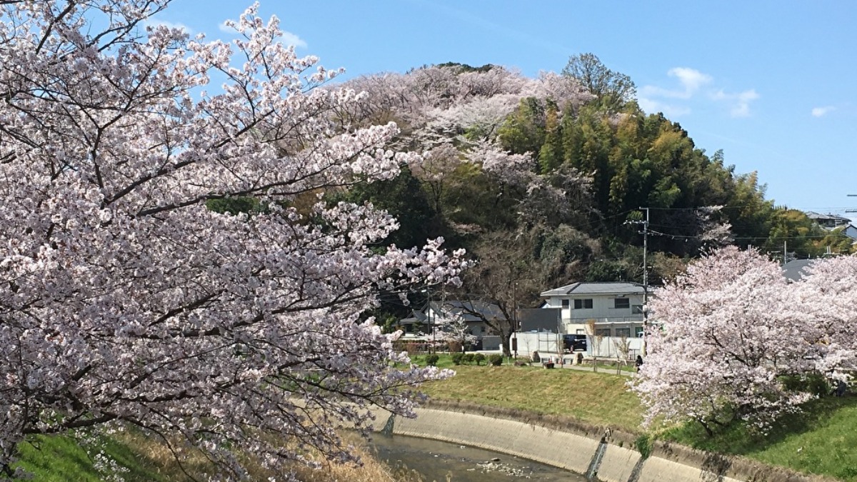 紅葉の名所が春は桜の名所に様変わり！小山と川沿いが桜色に染まる斑鳩町の「三室山-県立竜田公園周辺」