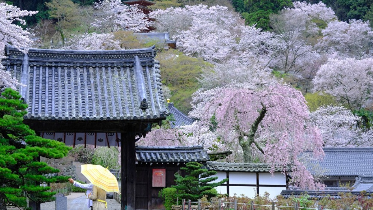 1000本もの桜が華やかに色付く奈良県桜井市の花の御寺「長谷寺」