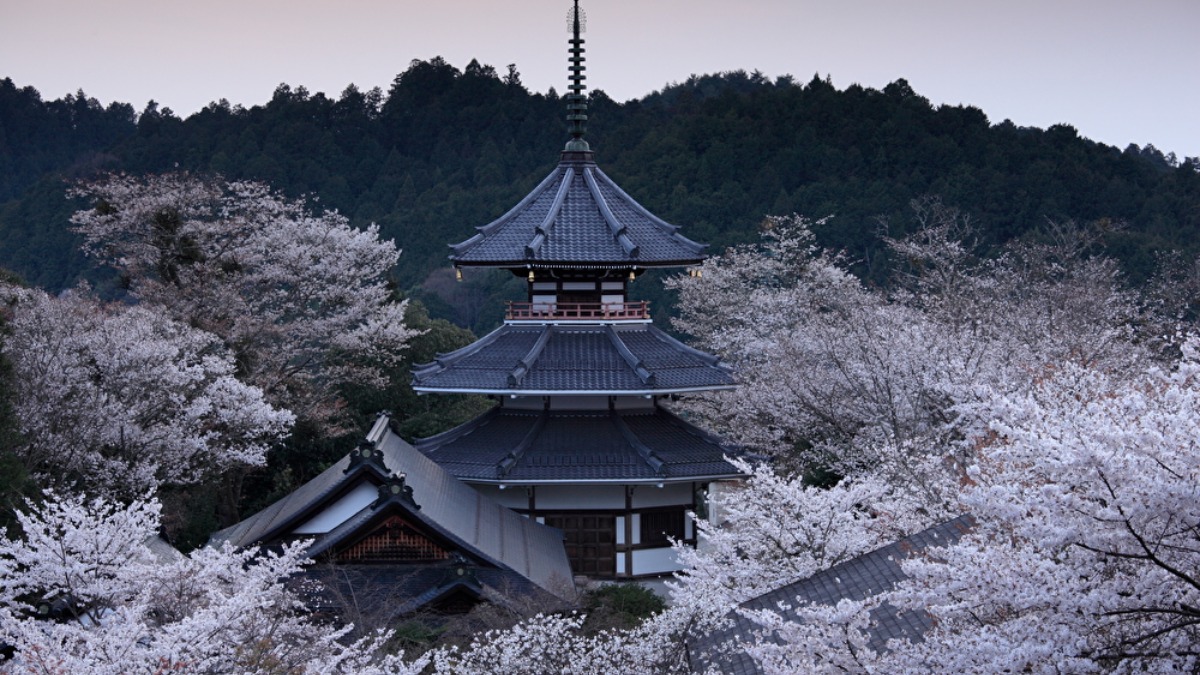 吉野山のシンボル 「金峯山寺」国宝・蔵王堂とご神木の桜