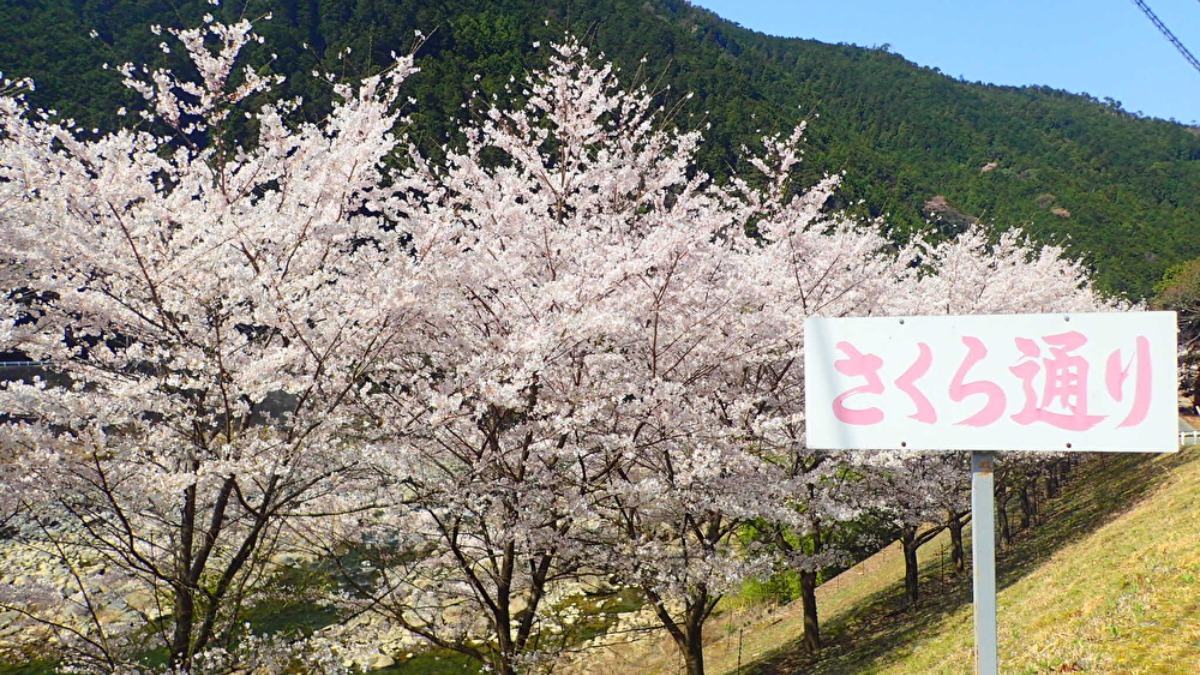約1.3㎞続く美しい桜並木が迎えてくれる、奈良県川上村の「さくら通り」