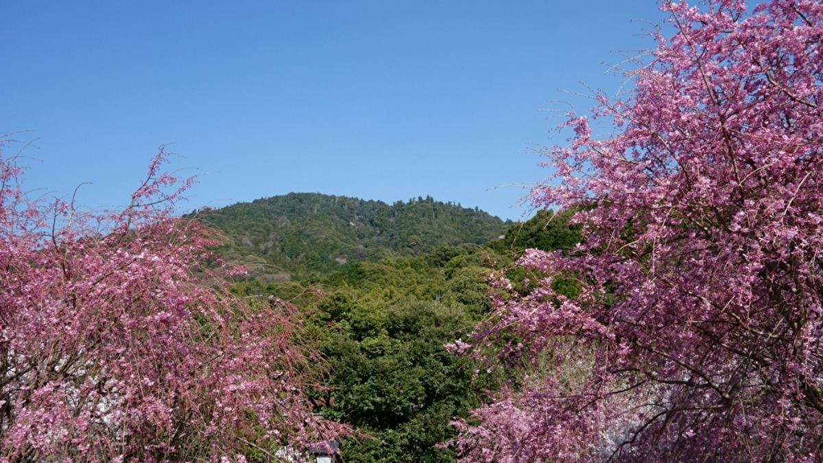 奈良県桜井市の「大神神社」の展望台から望む桜越しの絶景