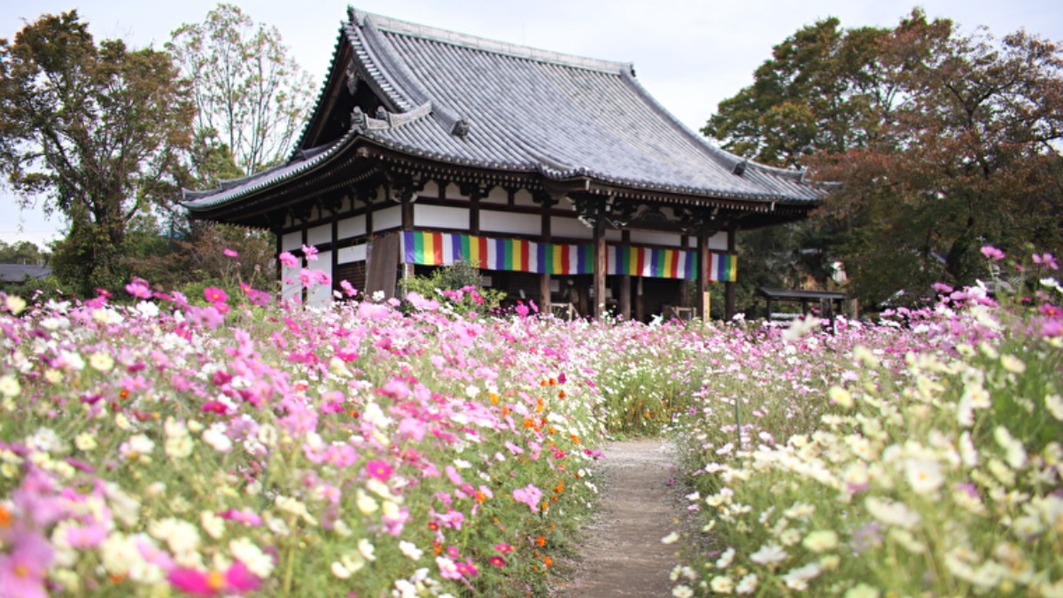 【奈良の秋の花2023】15種類、約15万本ものコスモスが咲き乱れる「コスモス寺」こと般若寺｜奈良市