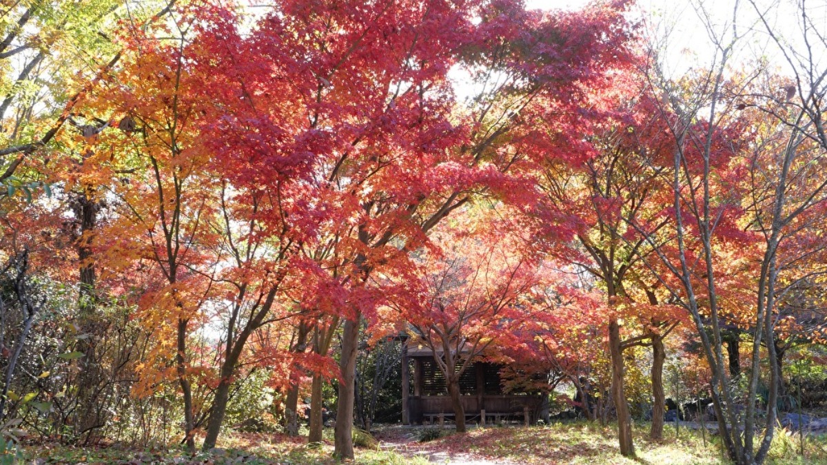 【奈良の紅葉2023】紅、オレンジ、黄色、いろんな秋色が楽しめる「馬見丘陵公園」｜広陵町・河合町