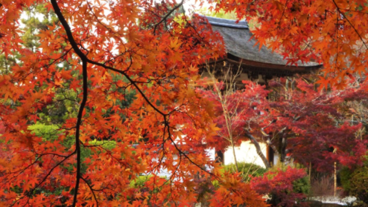 【奈良の紅葉2023】歴史ある寺「長岳寺」の古より変わらぬ美しい紅葉｜天理市