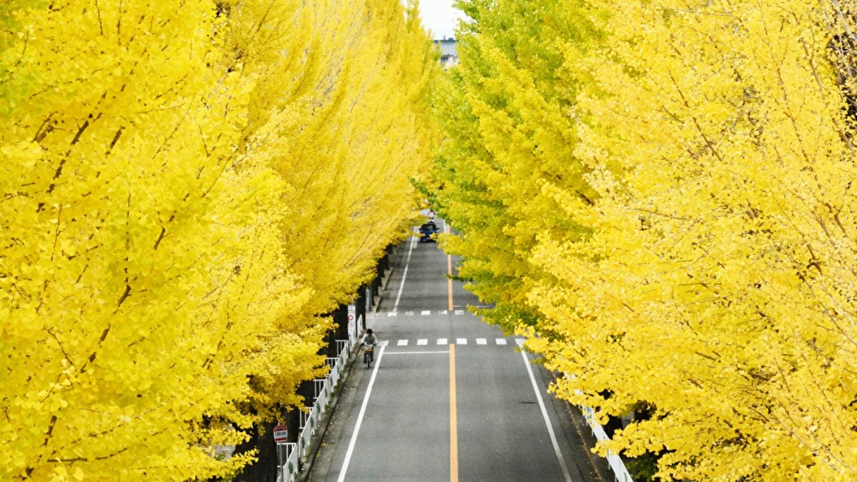 【奈良の紅葉2023】奈良でイチョウを見るならここ！天理市役所周辺の黄金の並木道｜天理市