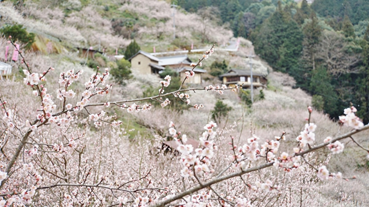 【奈良県三大梅林】春を迎えに行こう！2万本の梅が咲きほころぶ賀名生梅林（あのうばいりん）｜五條市