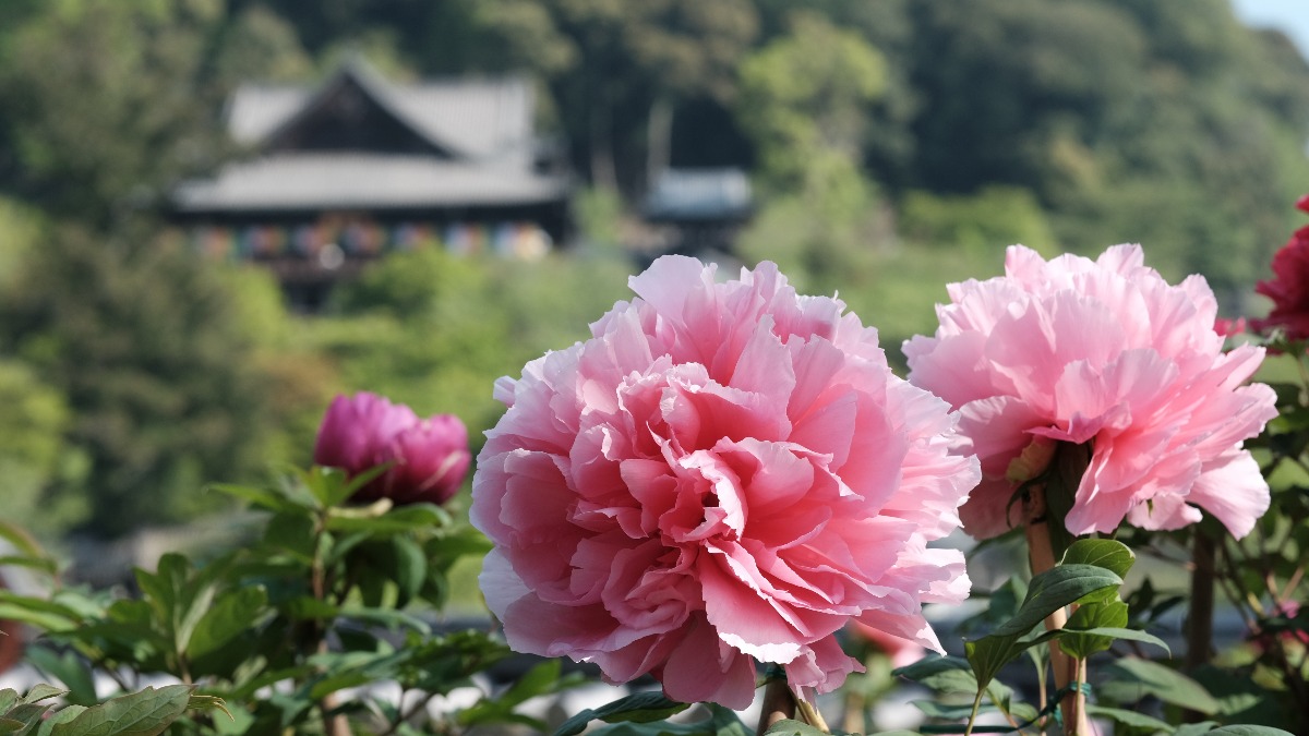 日本有数のぼたんの名所 奈良県桜井市の花の御寺「長谷寺」