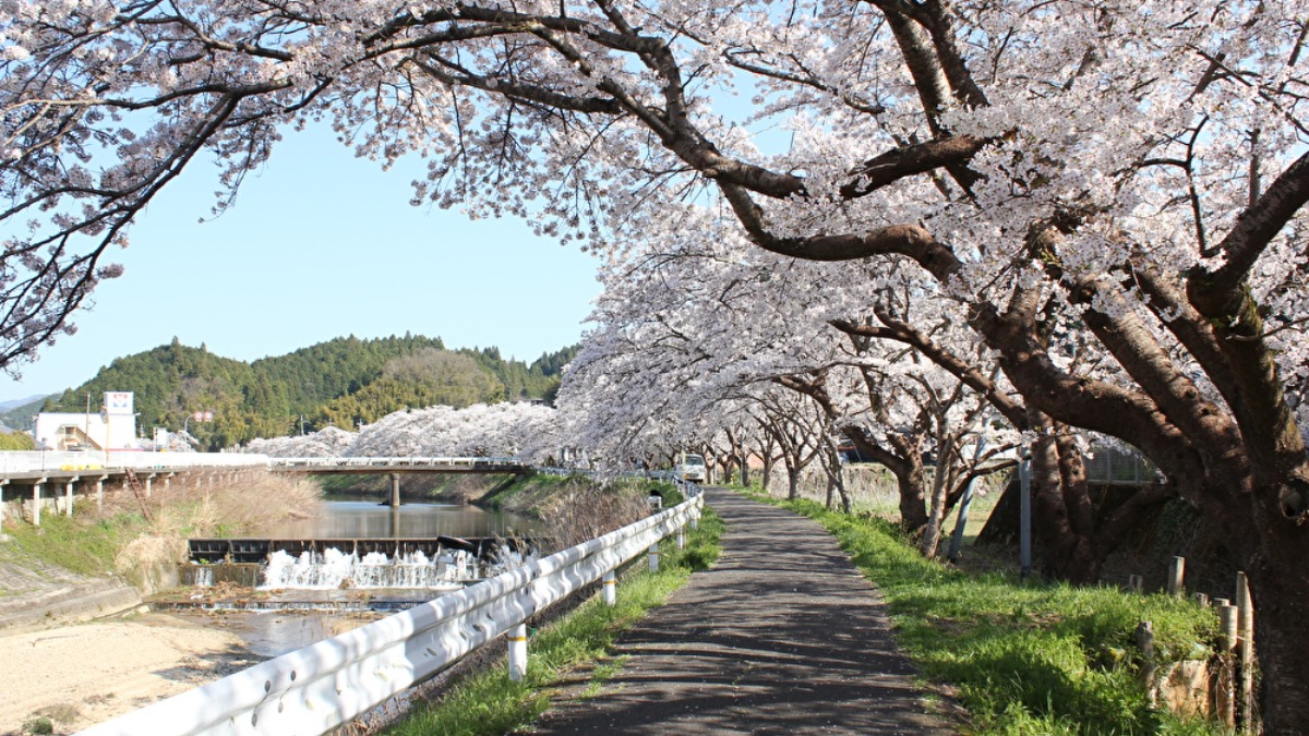 又兵衛桜だけじゃない！奈良県宇陀市のおすすめ桜スポット「水分桜」と「内牧区民の森」