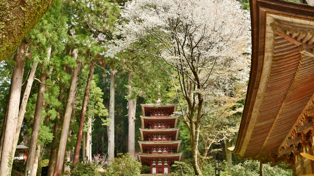 女人高野と親しまれる奈良県宇陀市の「室生寺」で、五重塔と桜を楽しむ