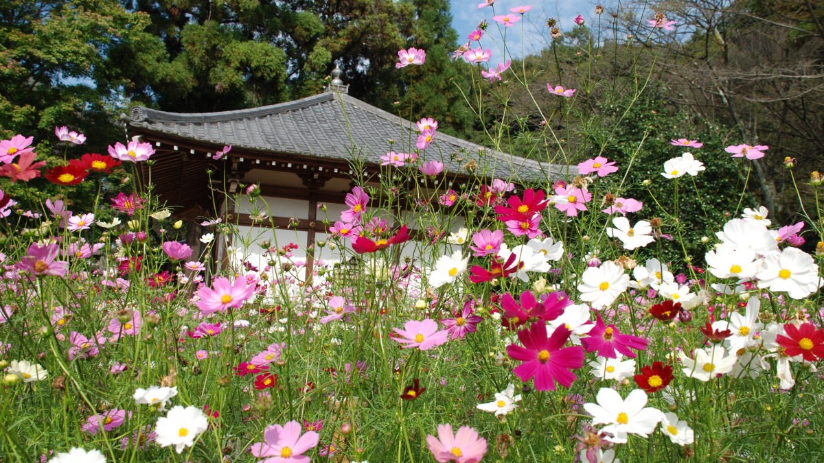 【奈良のコスモス名所】桜井市の「安倍文殊院」秋の風物詩「コスモス迷路」に挑戦しよう