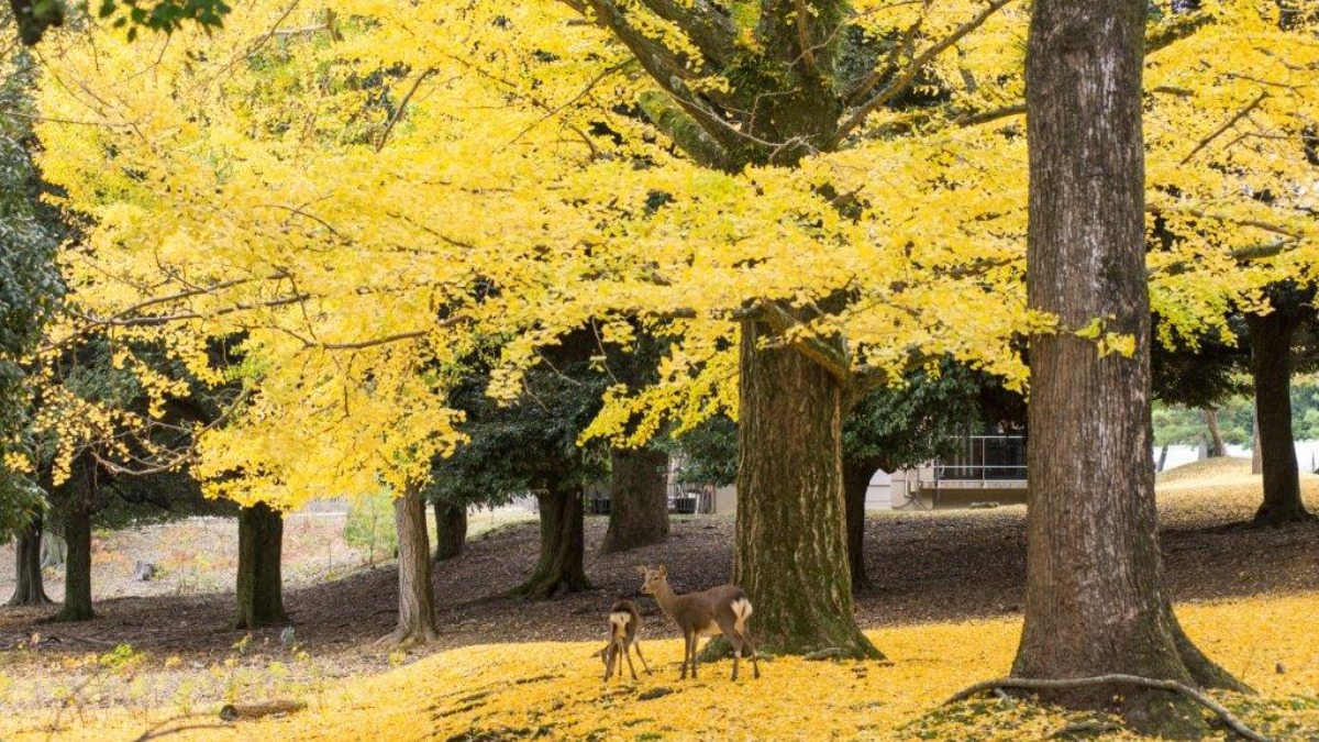 「シカと紅葉」の風景に心がなごむ古都・奈良の顔【奈良公園｜奈良市】