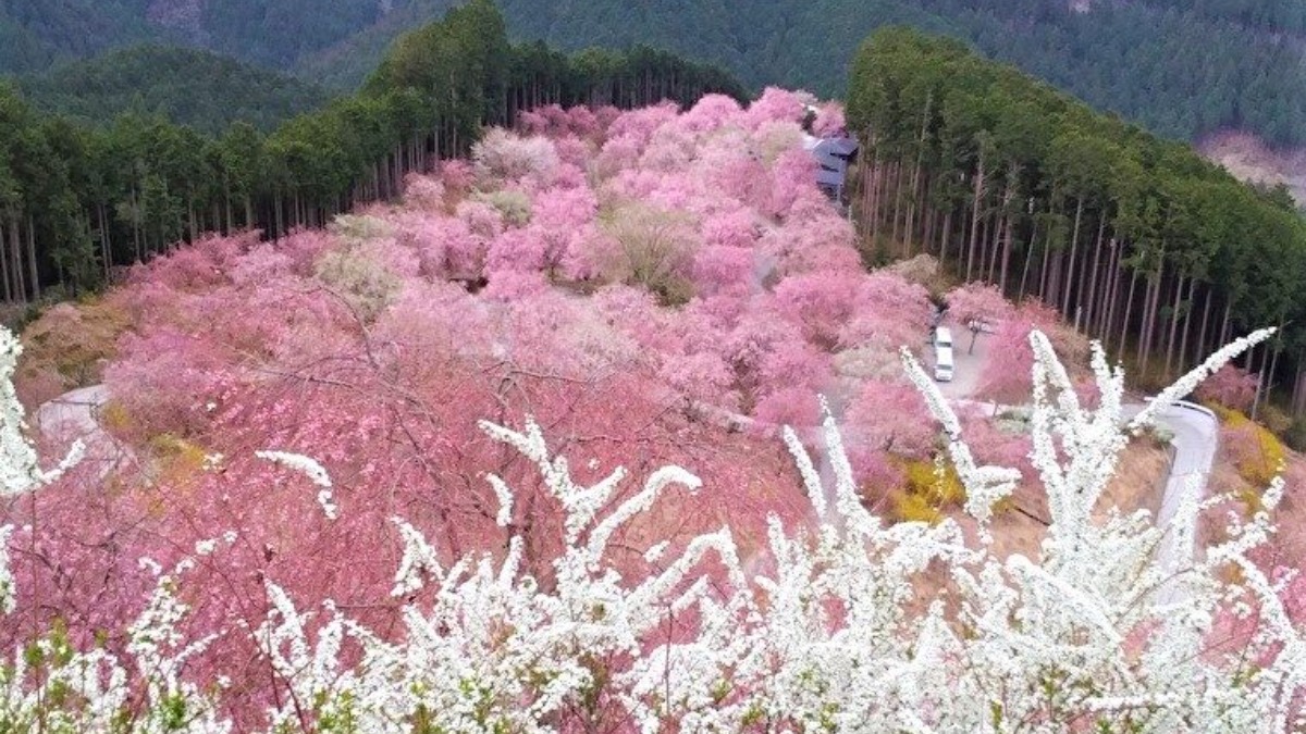 1000本以上のシダレザクラが咲き乱れる桜名所！天空の花園「天空の庭　高見の郷」開園【東吉野村】