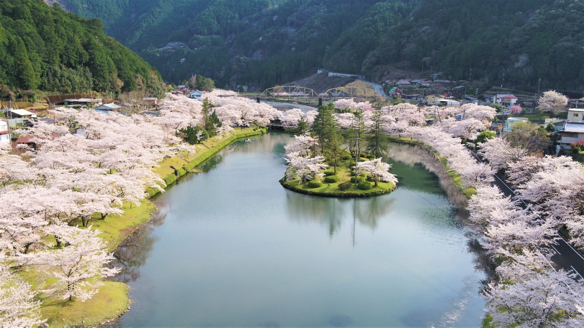 奈良県でお花見！キャンプや温泉も楽しめる桜スポット。さくら祭も開催！【下北山スポーツ公園｜奈良県下北山村】