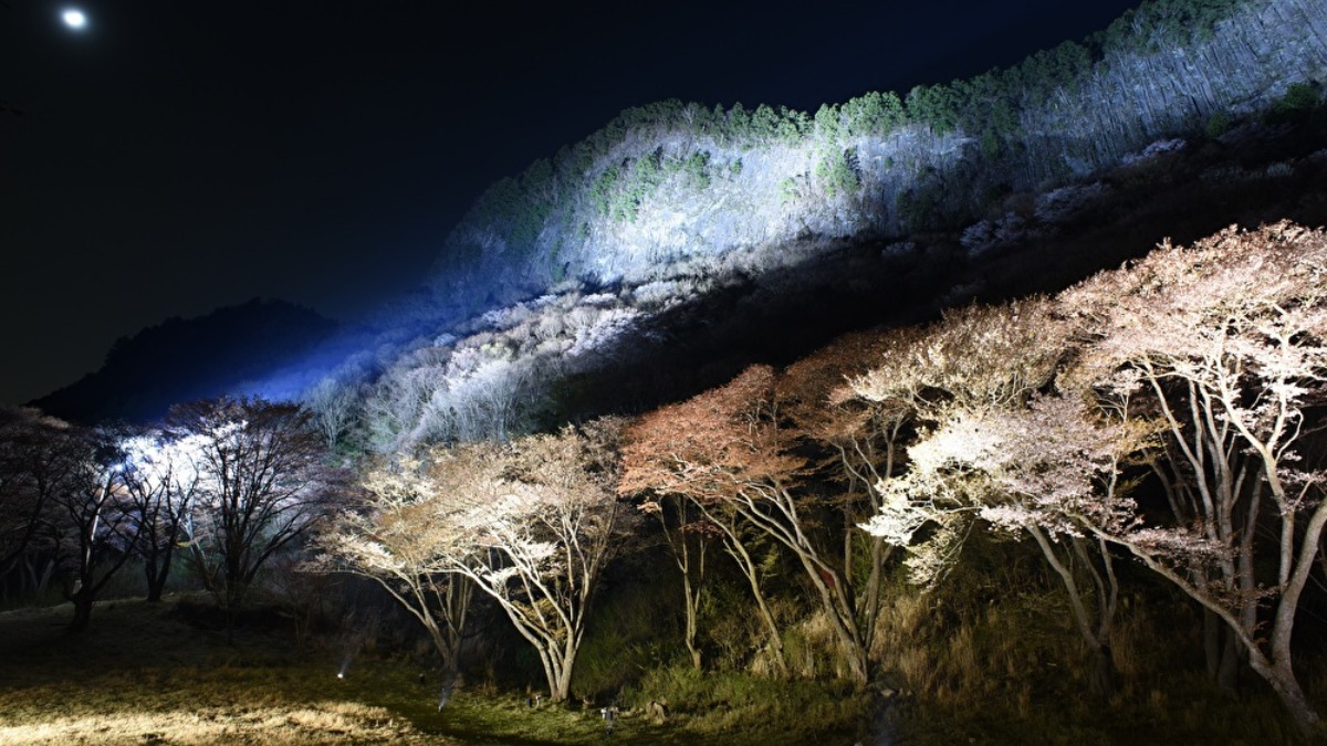 屏風岩と山桜のライトアップで幻想的な空間へ【奈良の桜名所2023｜屏風岩公苑｜曽爾村】