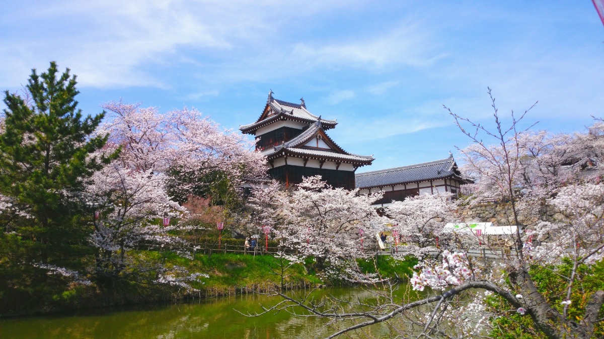 奈良県でお花見！「日本さくら名所100選」に選ばれし桜とお城まつり【史跡郡山城跡｜大和郡山市】