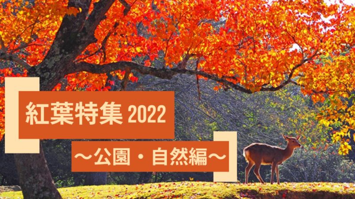 奈良の美しい公園や壮大な自然で楽しむ紅葉【紅葉特集2022｜公園・自然編】