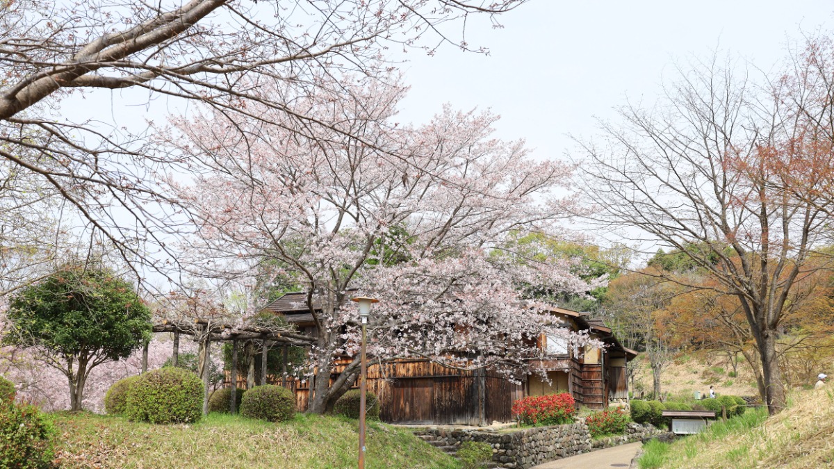 奈良県でお花見！古民家と花の古都を感じて【大和民俗公園｜大和郡山市】