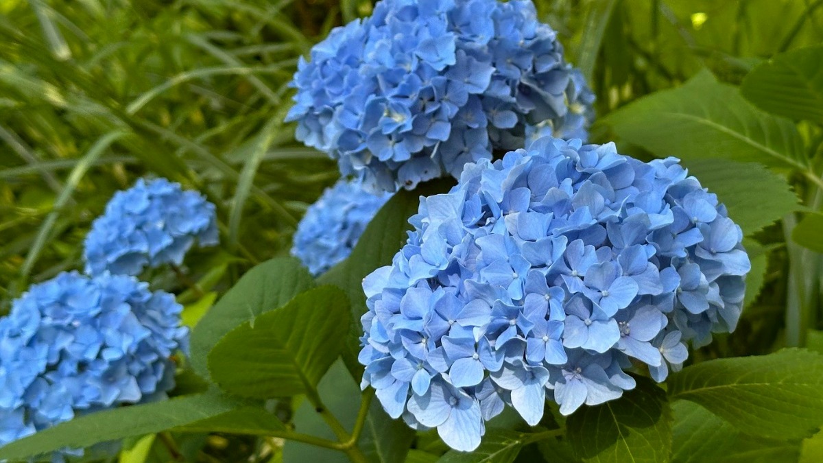 北海道の庭｜今週の花　趣があるアジサイ、華やかなアナベル