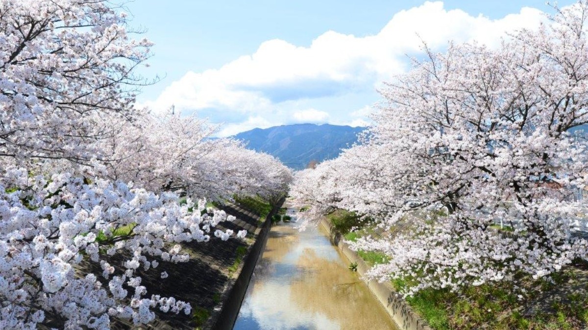 高田川沿い2.5kmをピンクに染め上げる奈良有数の桜名所【高田千本桜｜大和高田市】