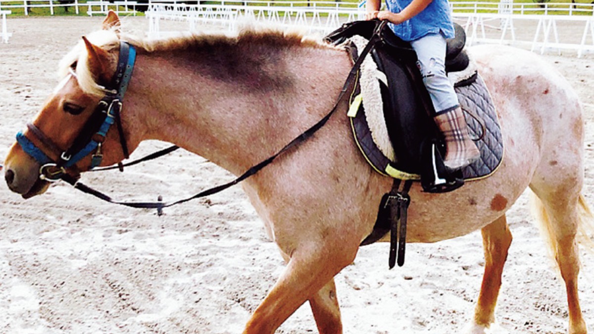 夏の大地をめぐる｜新ひだか町　サラブレッド産地で乗馬体験。特産品も多数