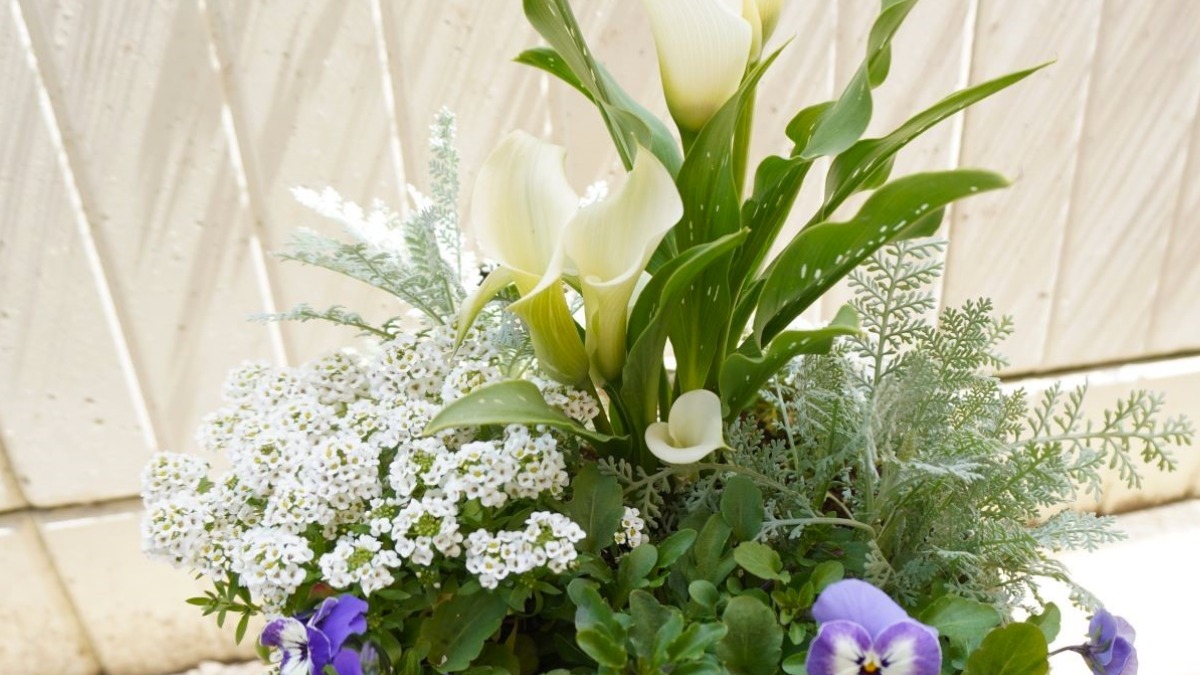 ポタジェ｜長く楽しめる花！カラーの寄せ植えづくり・育て方