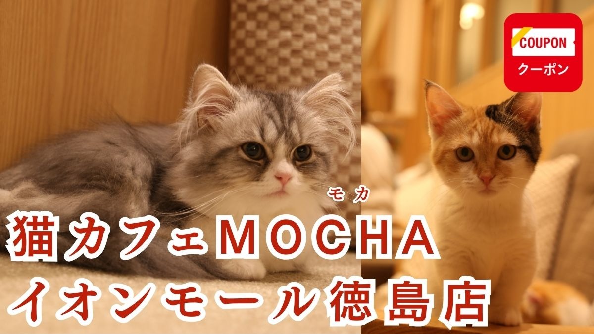 《猫カフェMOCHA イオンモール徳島店》“猫のいる生活”を体感できる、憩いの場所　