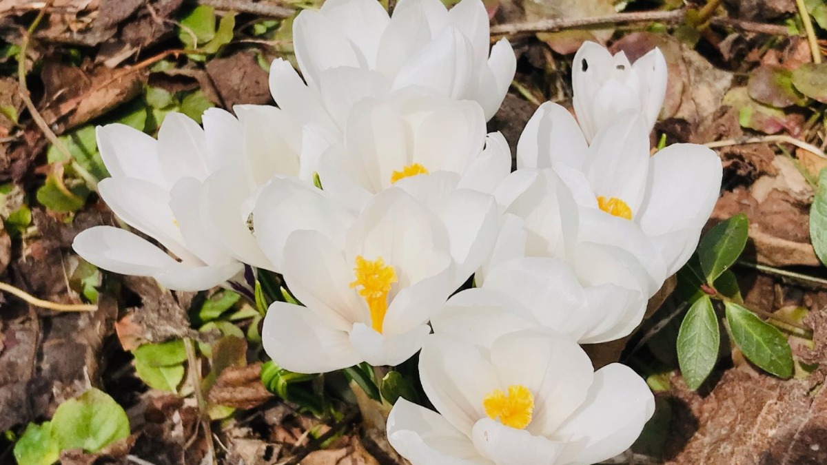 北海道の庭｜今週の花　早春の庭に咲く花と、味噌づくり