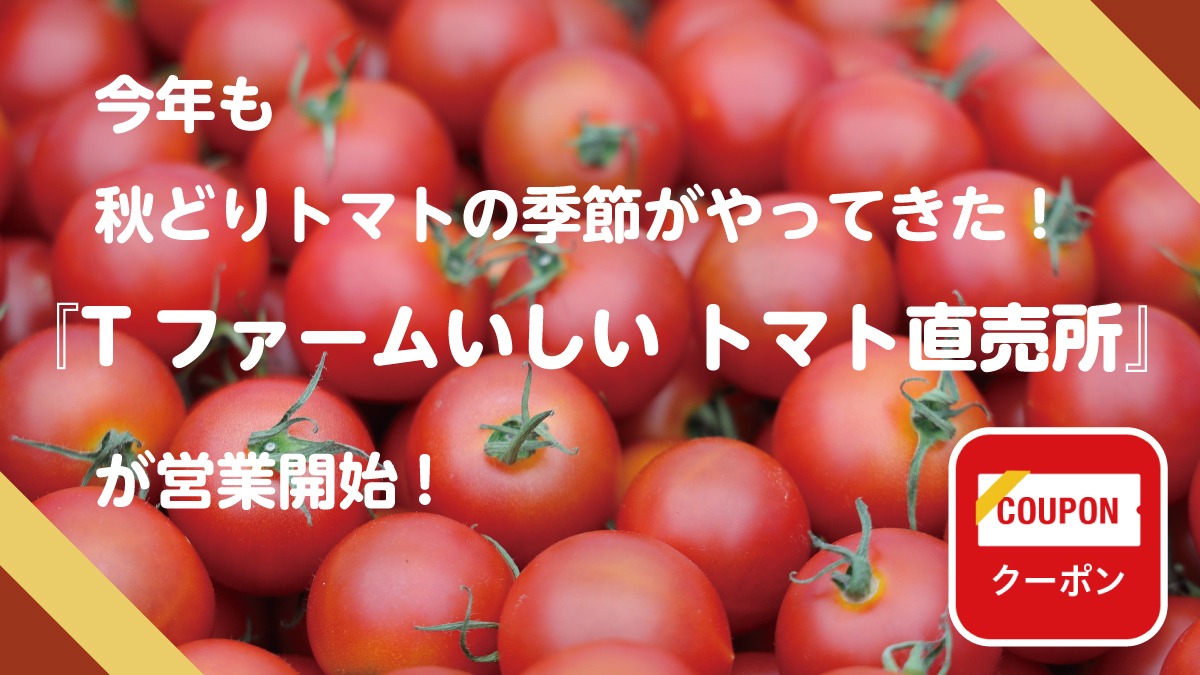 今年も秋どりトマトの季節がやってきた！ 『Tファームいしい トマト直売所』が営業開始